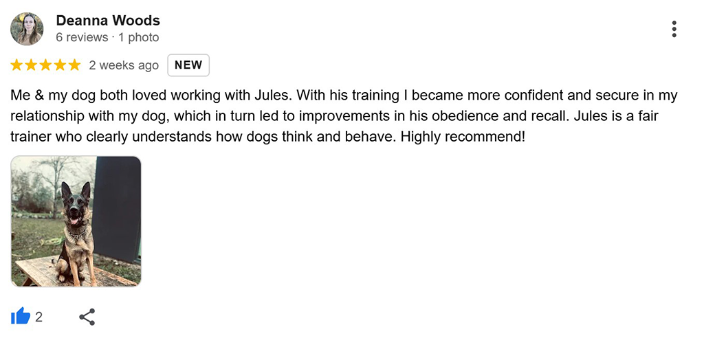 A five-star Google Review for Julian from Big Dog Energy Dog Training in Toronto