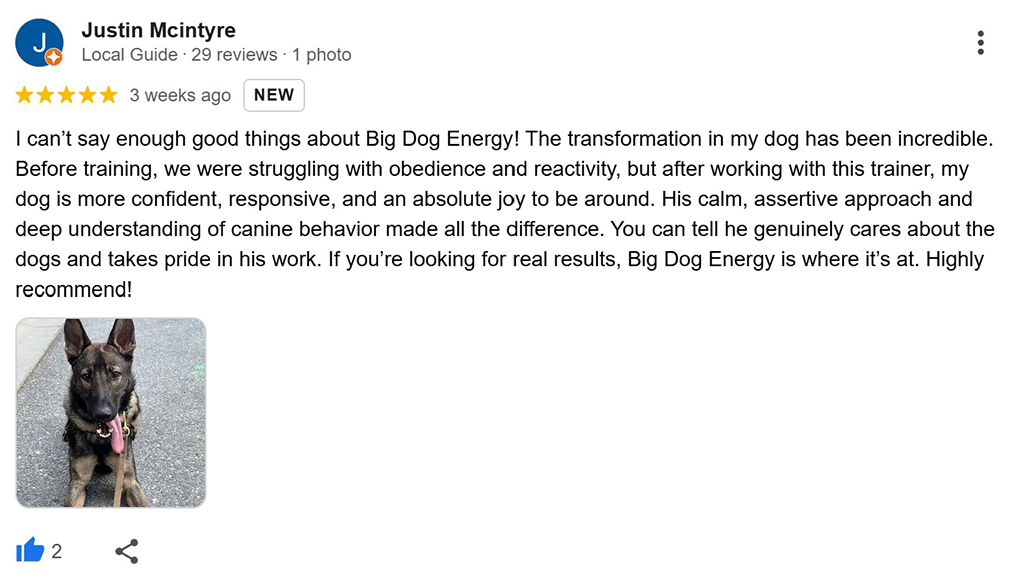 A five-star Google Review for Julian from Big Dog Energy Dog Training in Toronto