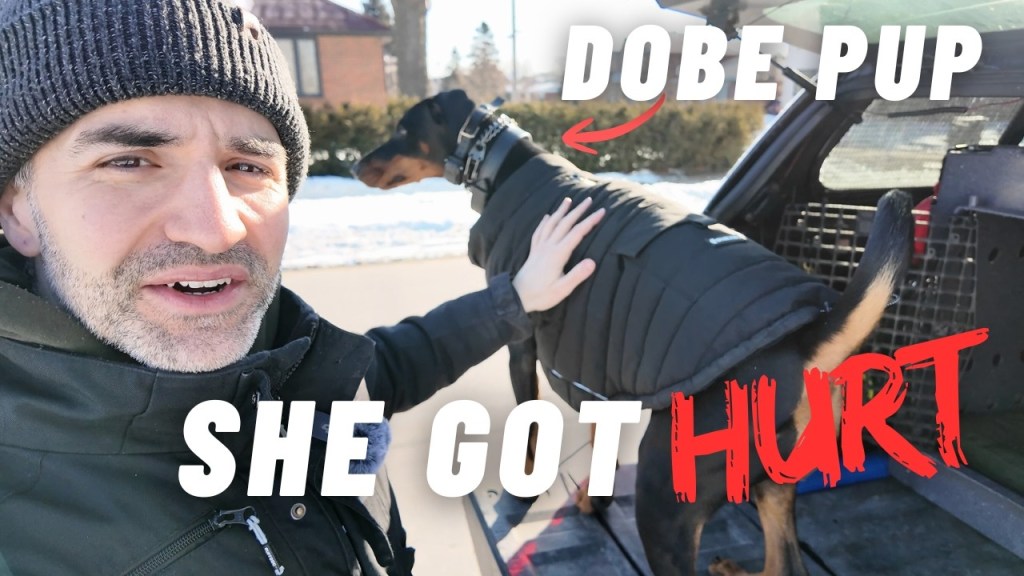 a youtube thumbnail with a close up of a man on the left side and a doberman puppy on the other. the text reads, "dobe pup", "she got hurt".